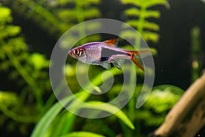 Rasbora heteromorpha aquarium fish on a background of green plants