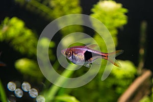 Rasbora heteromorpha aquarium fish on a background of green plants