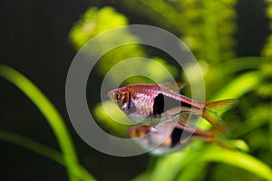 Rasbora heteromorpha aquarium fish on a background of green plants