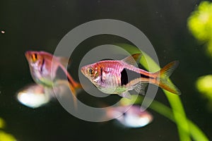 Rasbora heteromorpha aquarium fish on a background of green plants photo