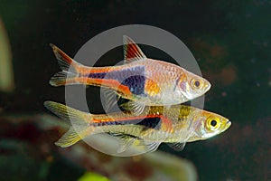 Rasboras fish