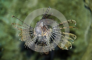 RASCASSE VOLANTE pterois volitans