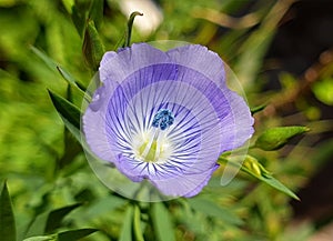 Lepidium sativum photo