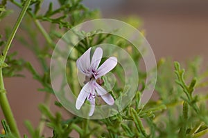 Rasp leaf pelargonium, Pelargonium radens