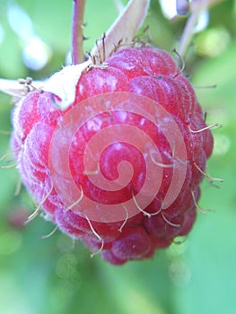 raspberri