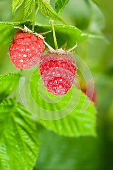 Raspberries