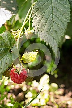 Raspberries