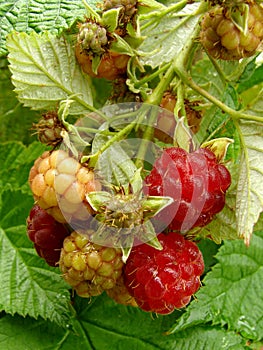 Raspberries