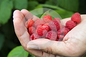 raspberries photo