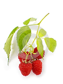 Himbeeren 