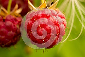 Raspberries