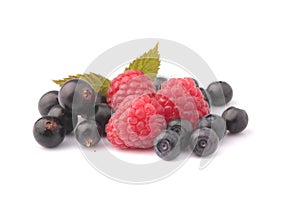 raspberries, bilberries, black currant on a stand-alone background