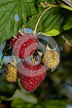 Raspberries on a bramch