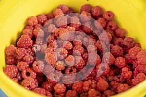 Raspberries in the bucket