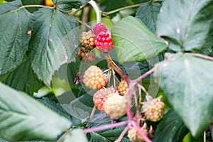 Raspberries on bush