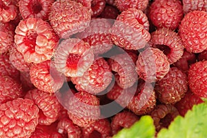 raspberries close-up. Ripe juicy raspberry harvest. Berry background