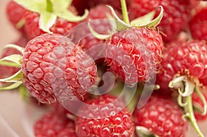 raspberries close-up. Ripe juicy raspberry harvest. Berry background