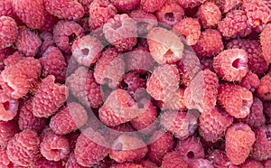 Raspberries close up. Sweet raspberry. Raspberry texture background. Top view of heap of raspberry pattern