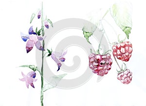 Raspberries fruit, leaves bell flowers graphic icon waterco