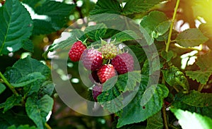 Raspberries. Growing Organic Berries Closeup. Ripe Raspberry In The Garden