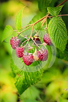 Raspberries in a home garden