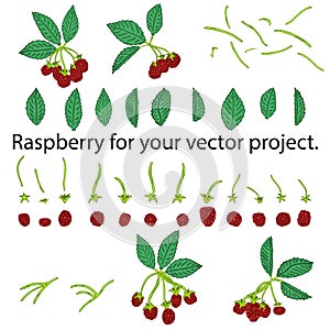 Raspberries isolated on white background. Separate elements for your vector project.