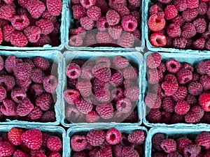 Raspberries in Little Container