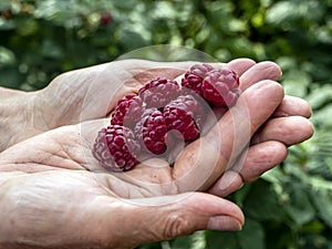 raspberries in the palm of your hand