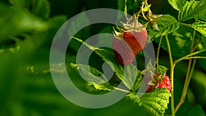 Raspberries on the plant