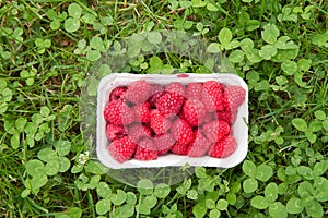 Raspberries in a punnet