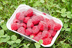 Raspberries in a punnet