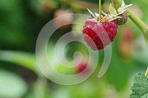 Raspberries, razz close up