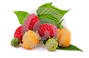 Raspberries red and yellow