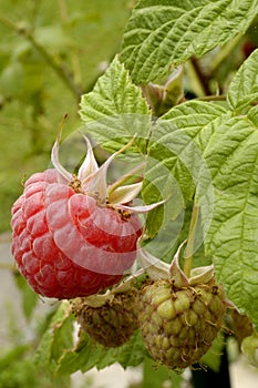 Raspberries, ripening photo