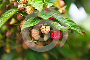 Raspberries ripening