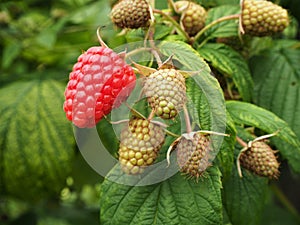 Raspberries ripening on a bush