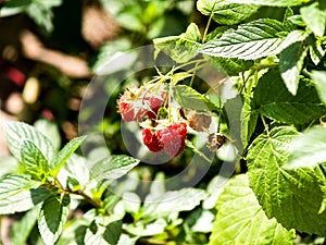 Raspberries ripening on the bush branch