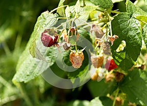 Raspberries ripening on the bush branch