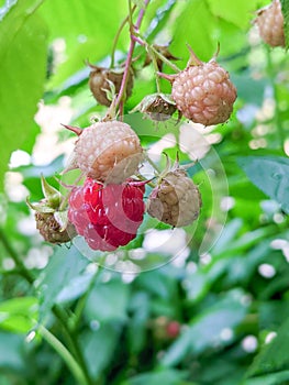 Raspberries ripening in the garden in summer