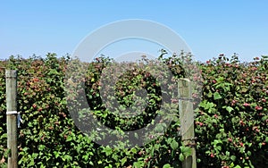 Raspberries ripening in July
