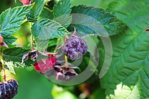 Raspberries ripening from red to purple on a plant