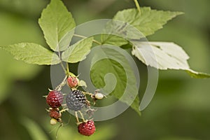 Raspberries ripening on the vine