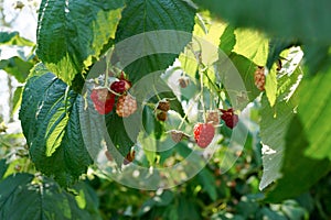 Raspberries rippening in the garden