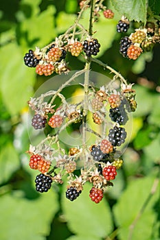 Raspberries, Rosaceae accidentalis