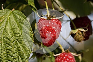 Raspberries, rubus idaeus, Normandy