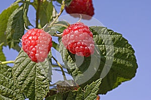 Raspberries, rubus idaeus, Normandy