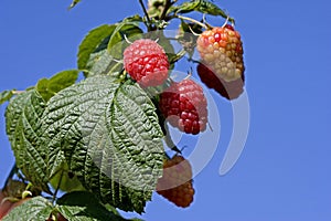 Raspberries, rubus idaeus, Normandy