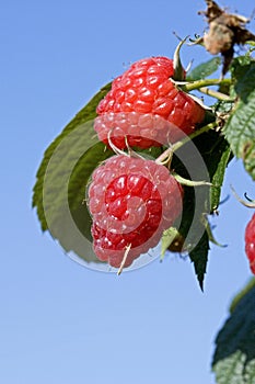 Raspberries, rubus idaeus, Normandy