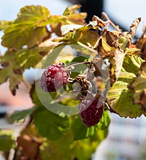 Raspberries, Rubus idaeus, and plant in a home garden