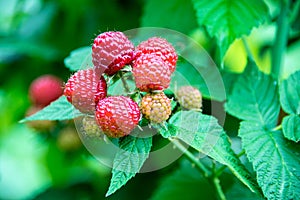 Raspberries